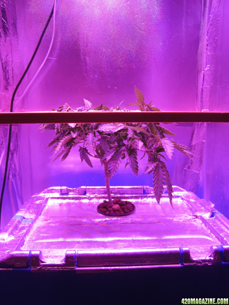 OG Kush LED DWC