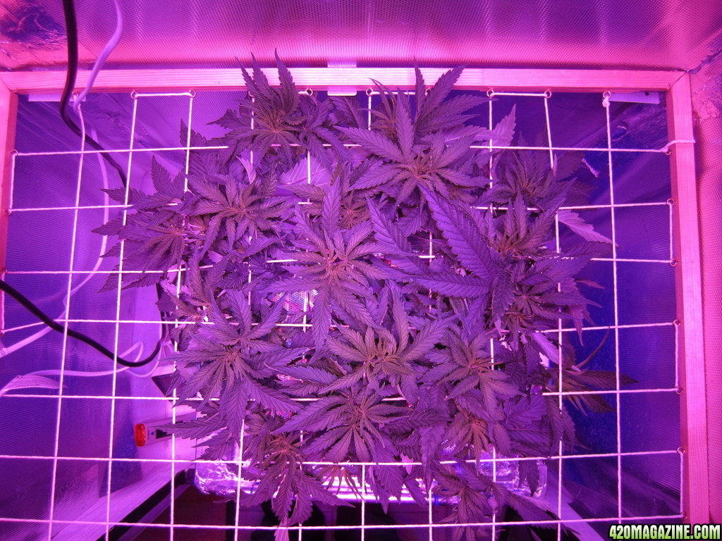 OG Kush LED DWC