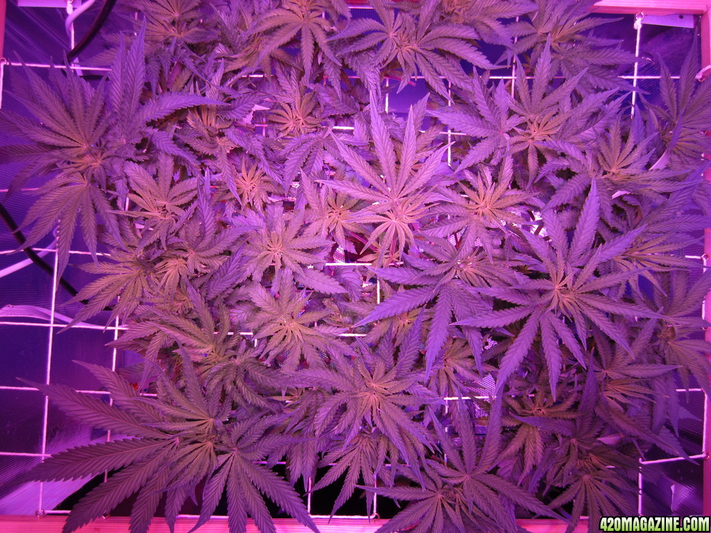 OG Kush LED DWC