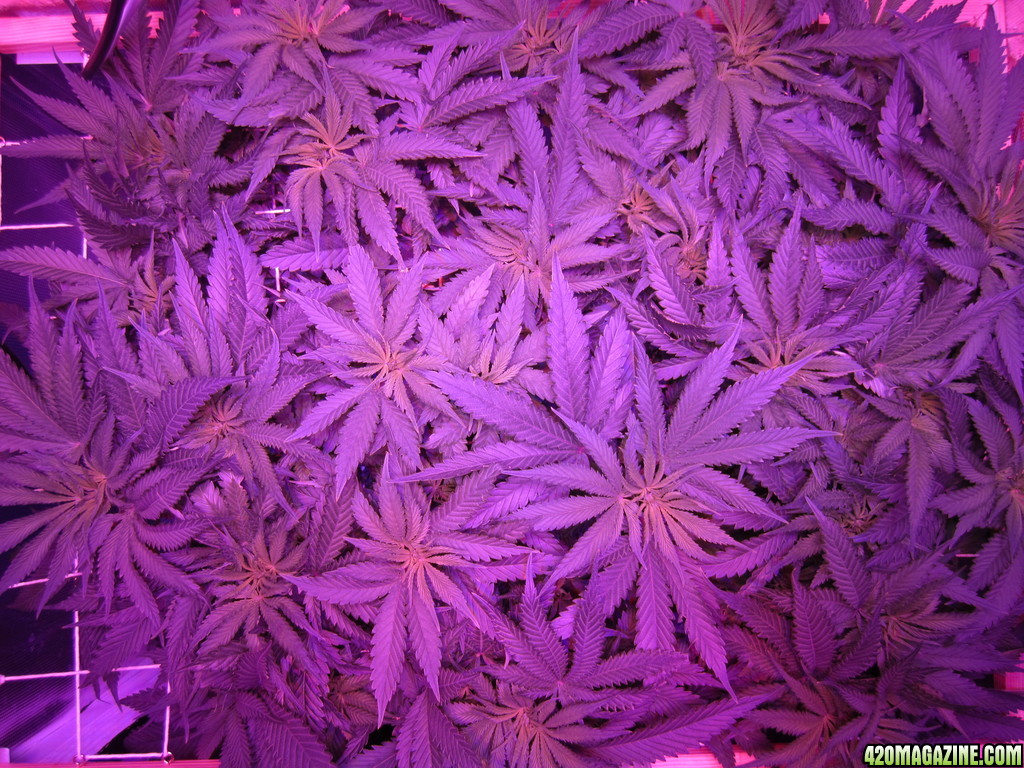 OG Kush LED DWC