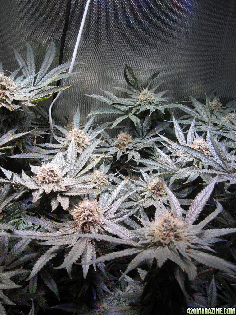 OG Kush LED DWC