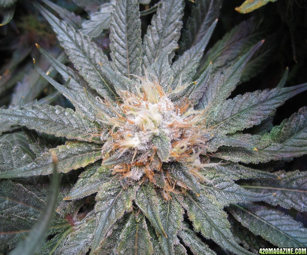 OG Kush LED DWC