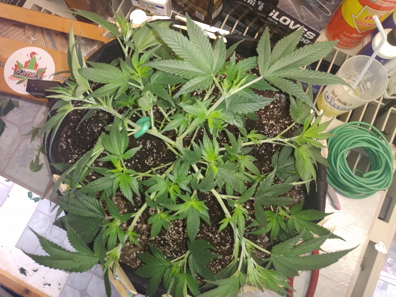 OG KUSH LST