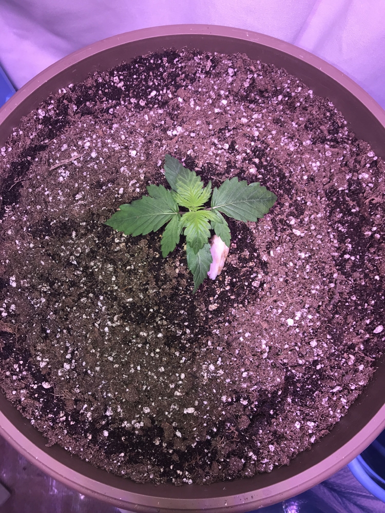 OG Kush Rolex Auto - Seedsman Genetics