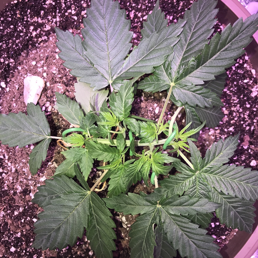 OG Kush Rolex Auto - Seedsman Genetics