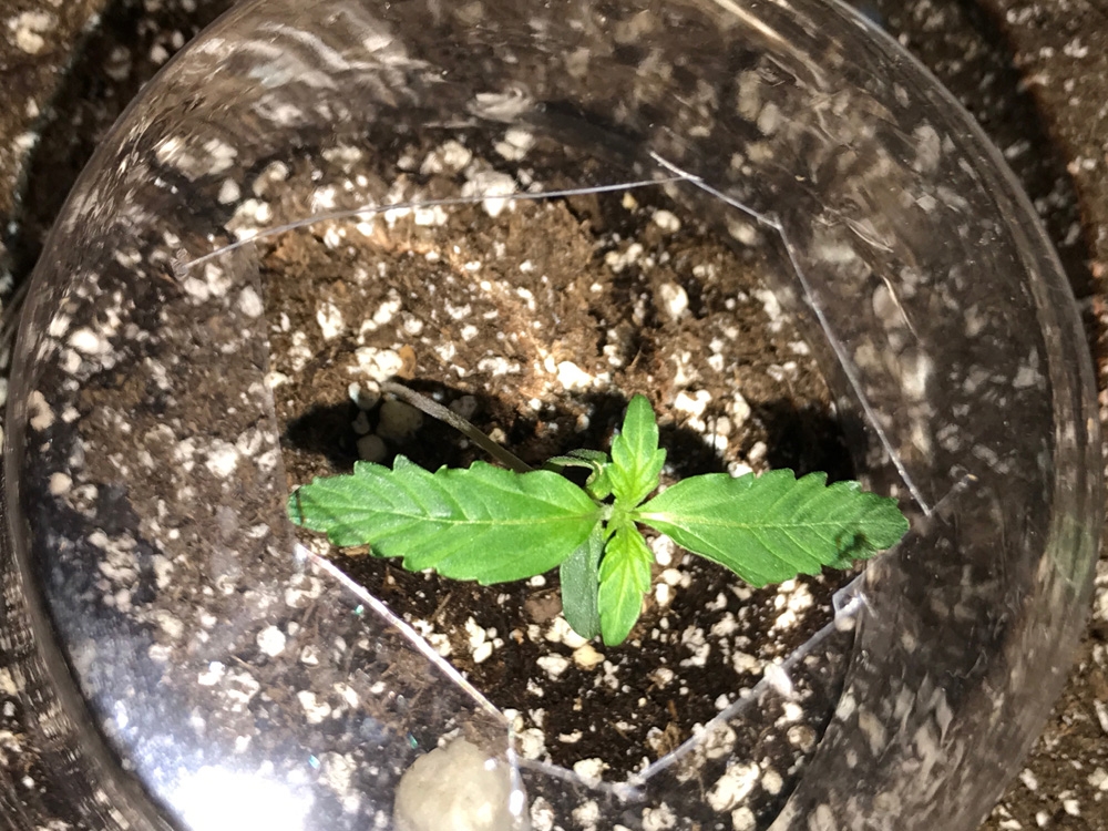 OG Kush Rolex Auto - Seedsman Genetics