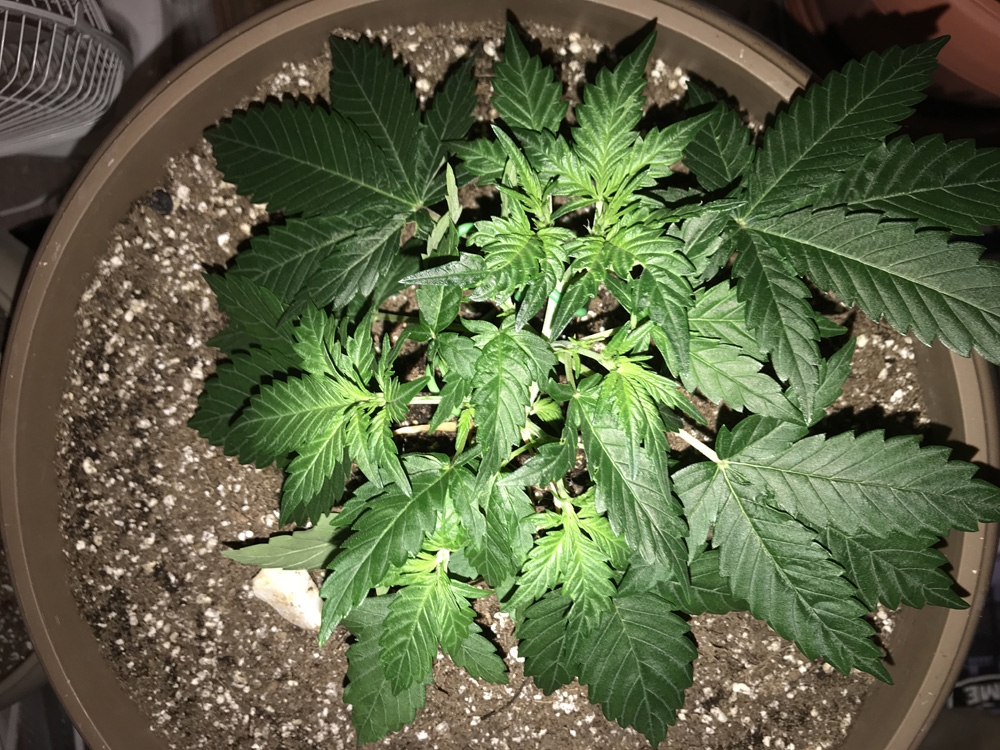 OG Kush Rolex Auto - Seedsman Genetics