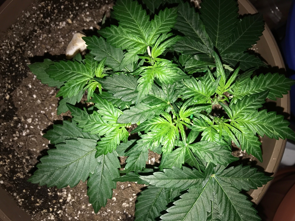 OG Kush Rolex Auto - Seedsman Genetics