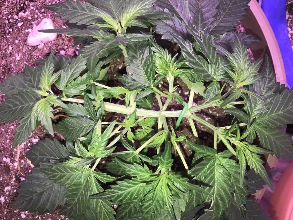 OG Kush Rolex Auto - Seedsman Genetics