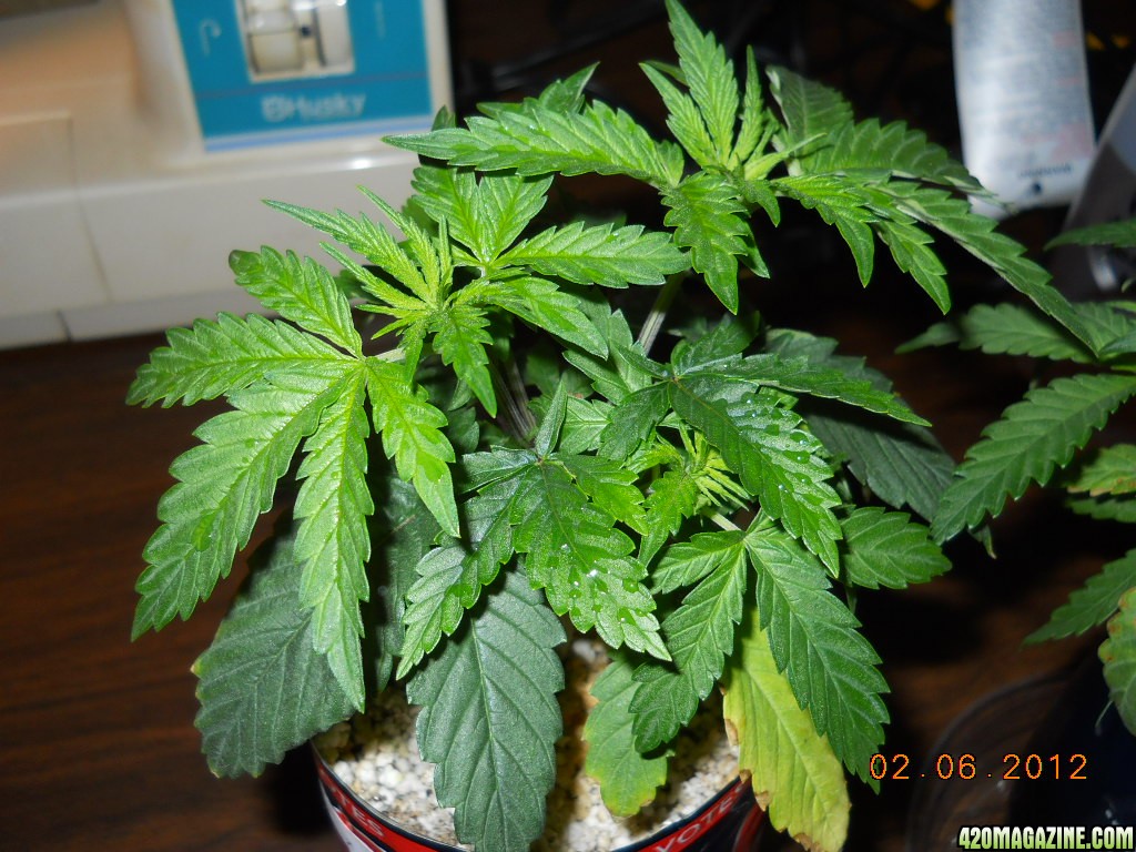 OG kush seedling 2-6-12