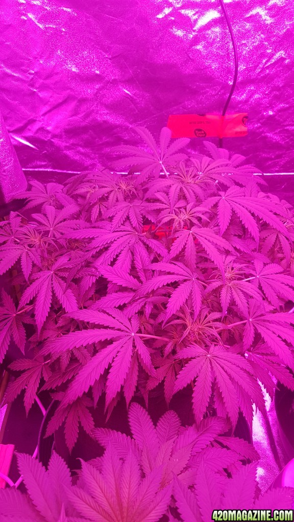 OG Kush strain - 39 days old -  2nd week of flowering - LEDs