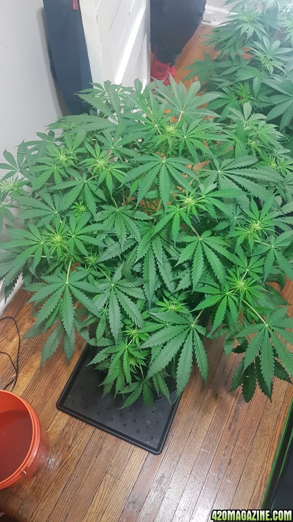 OG Kush strain - 43 days old -  starting 3rd week of flowering - LEDs