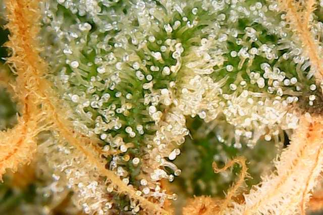 og kush trichomes10-17.jpg