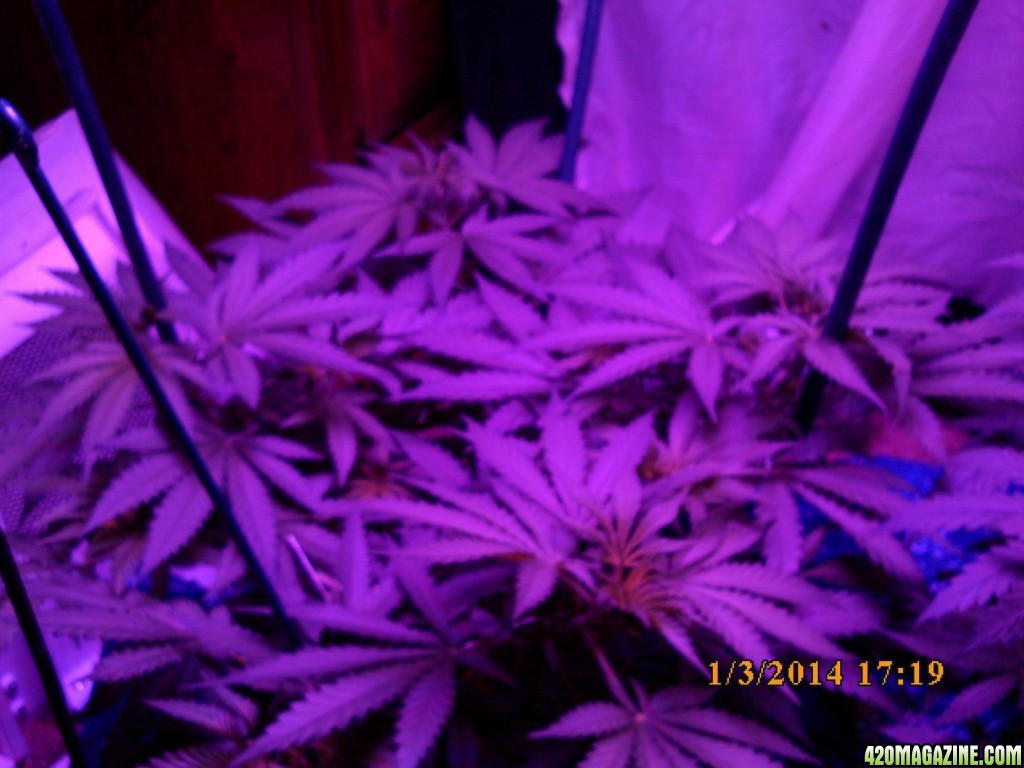 og kush update