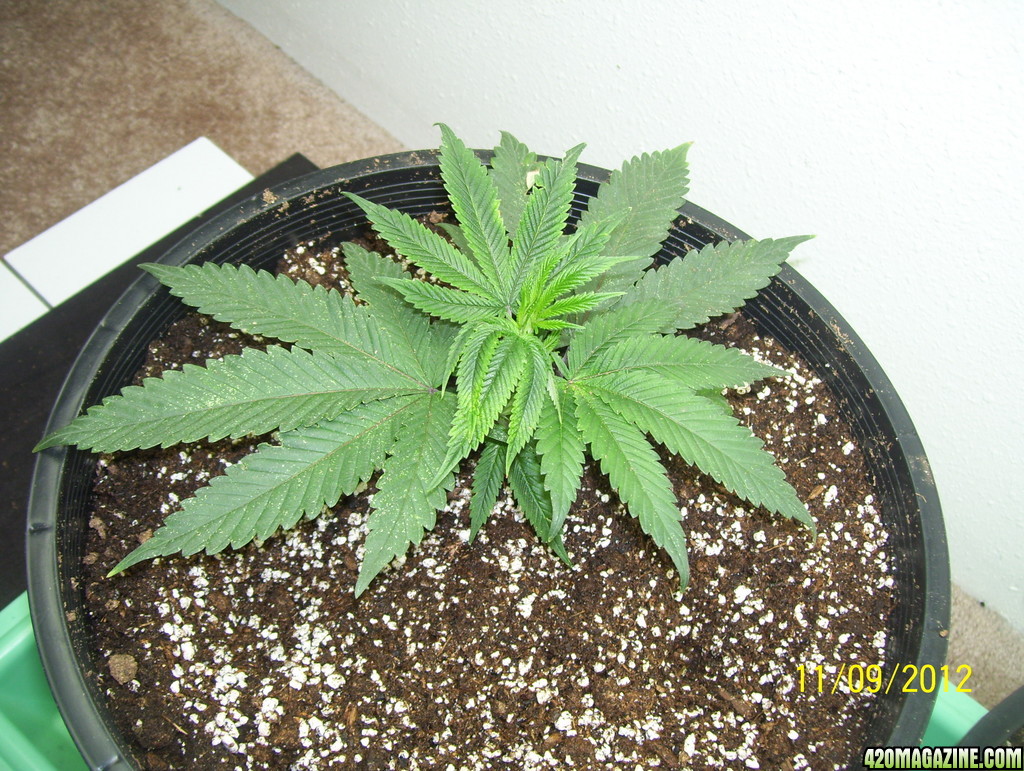 og kush week 1 of veg