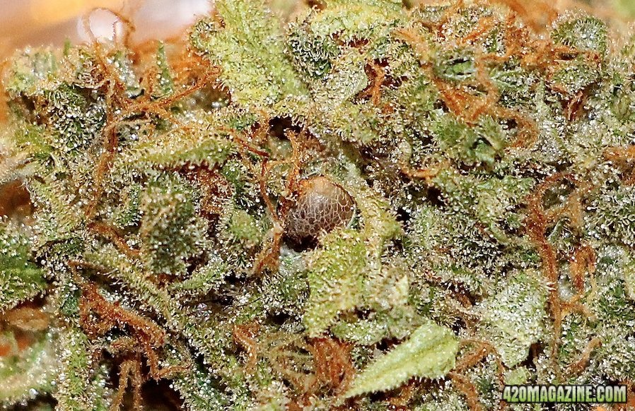 OG Kush x GDP #1 Macro