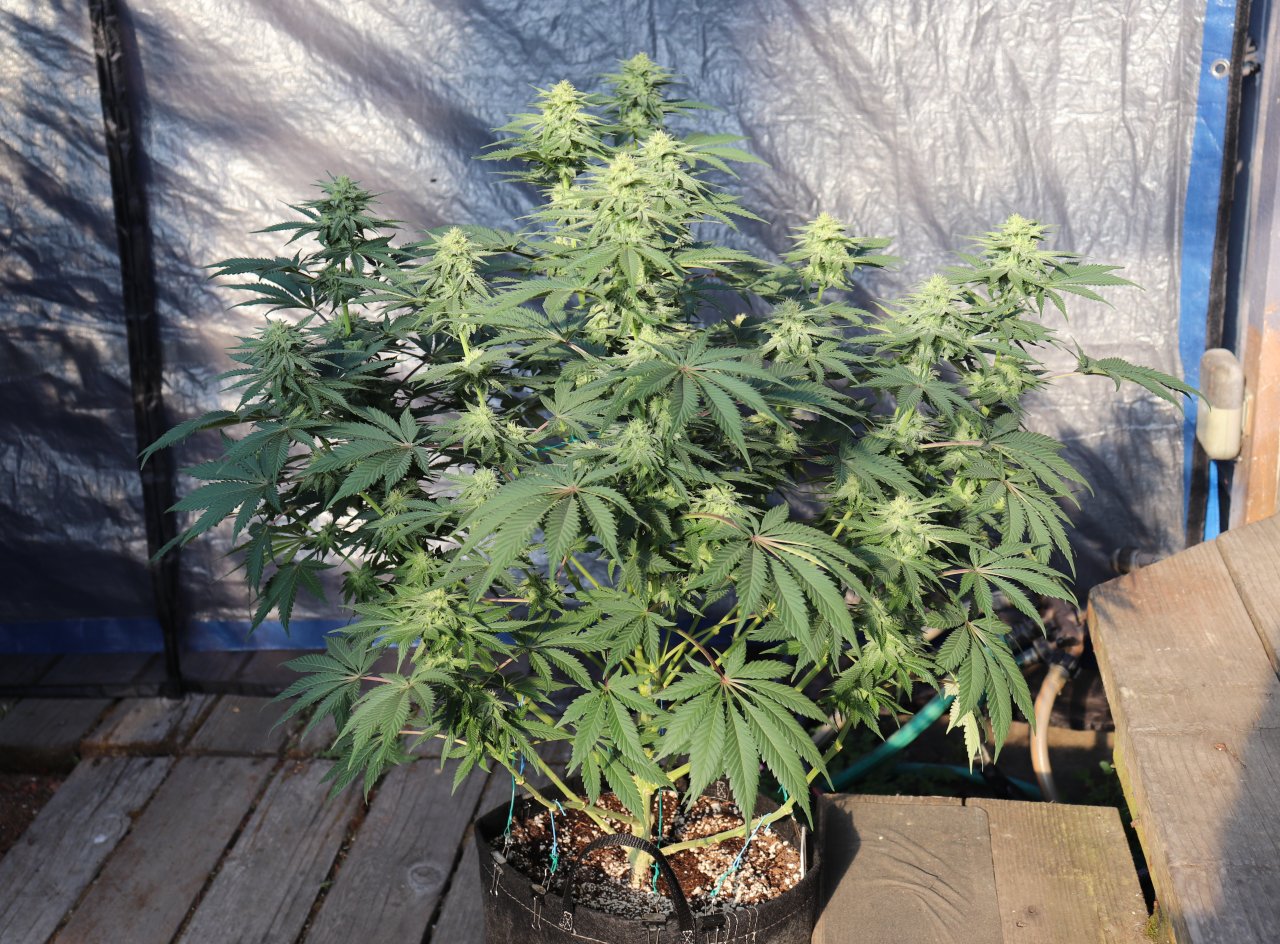 OG Kush x Grand Daddy Purple-Day 36 of Flowering/Light Dep.-5/27/24