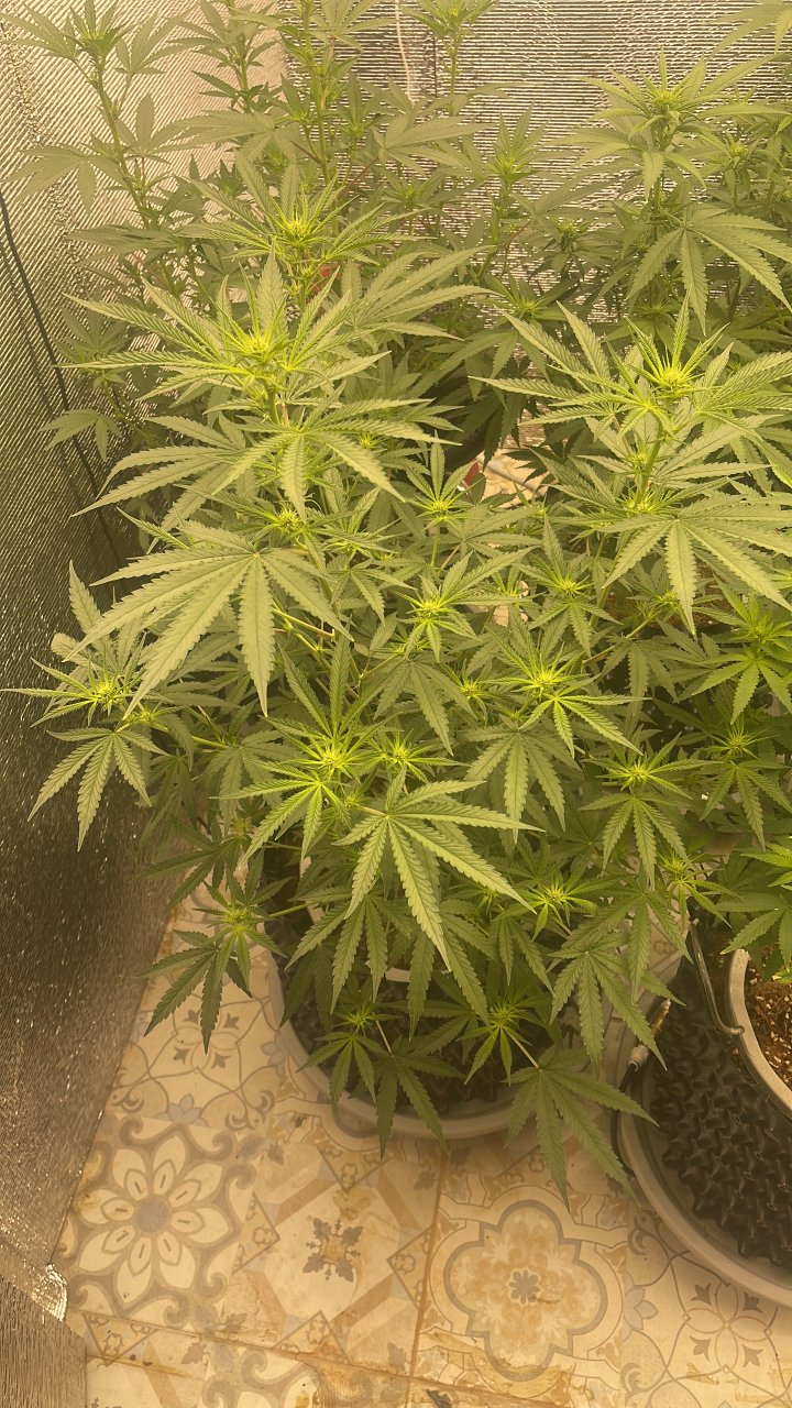 OG Morning Day 13.jpeg