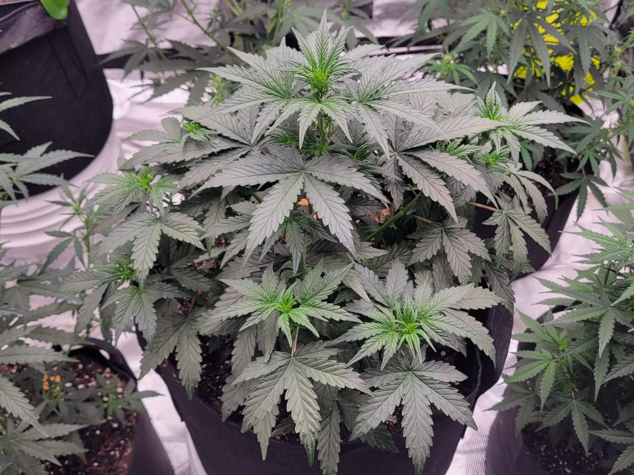 Og Papa plant of month October 2022 gsc auto