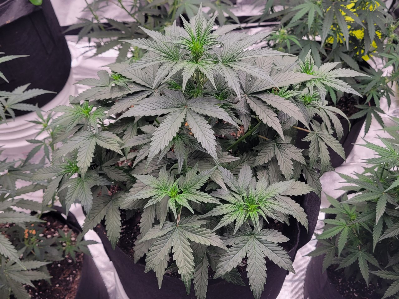 Og Papa plant of month October 2022 gsc auto