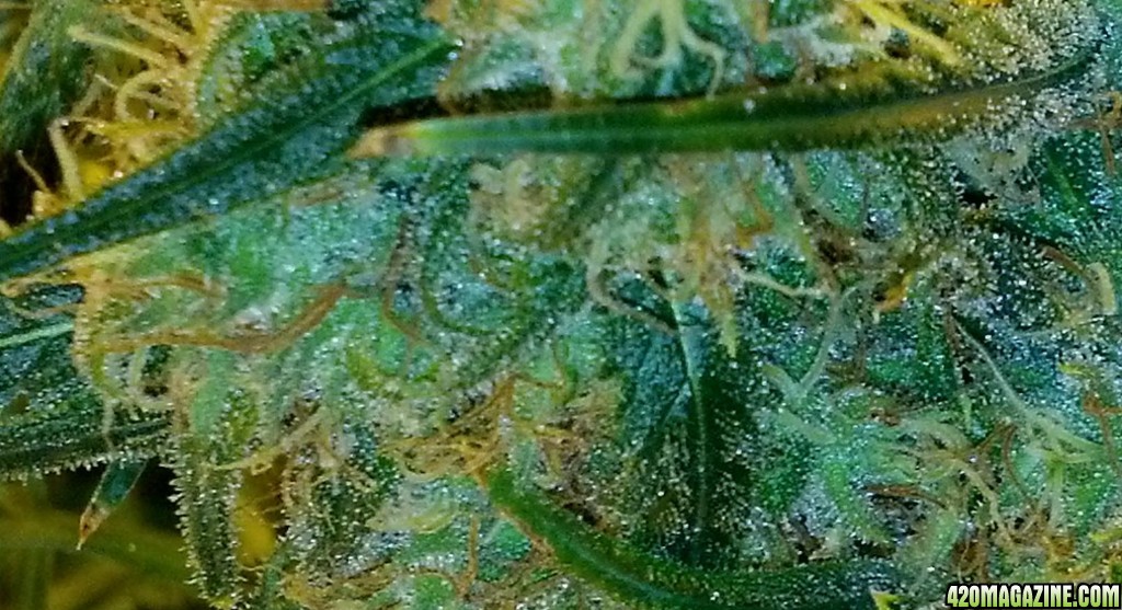 OG Trichomes