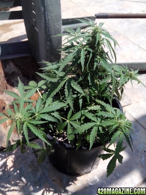 OG_kush_auto1_Small_