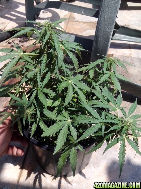 OG_kush_auto3_Small_