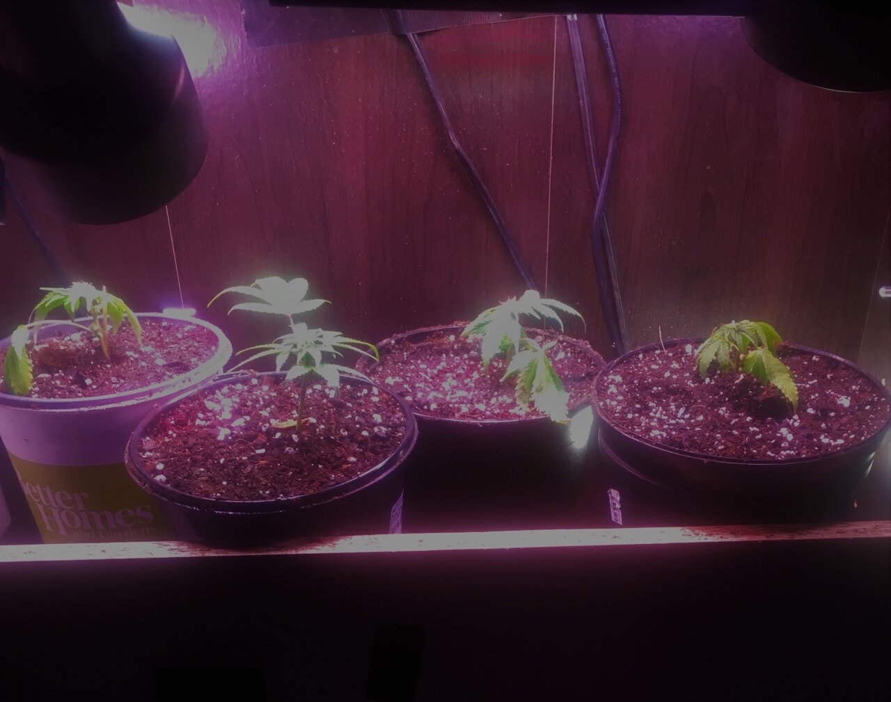 OGGSC Monster Clones DIV #1