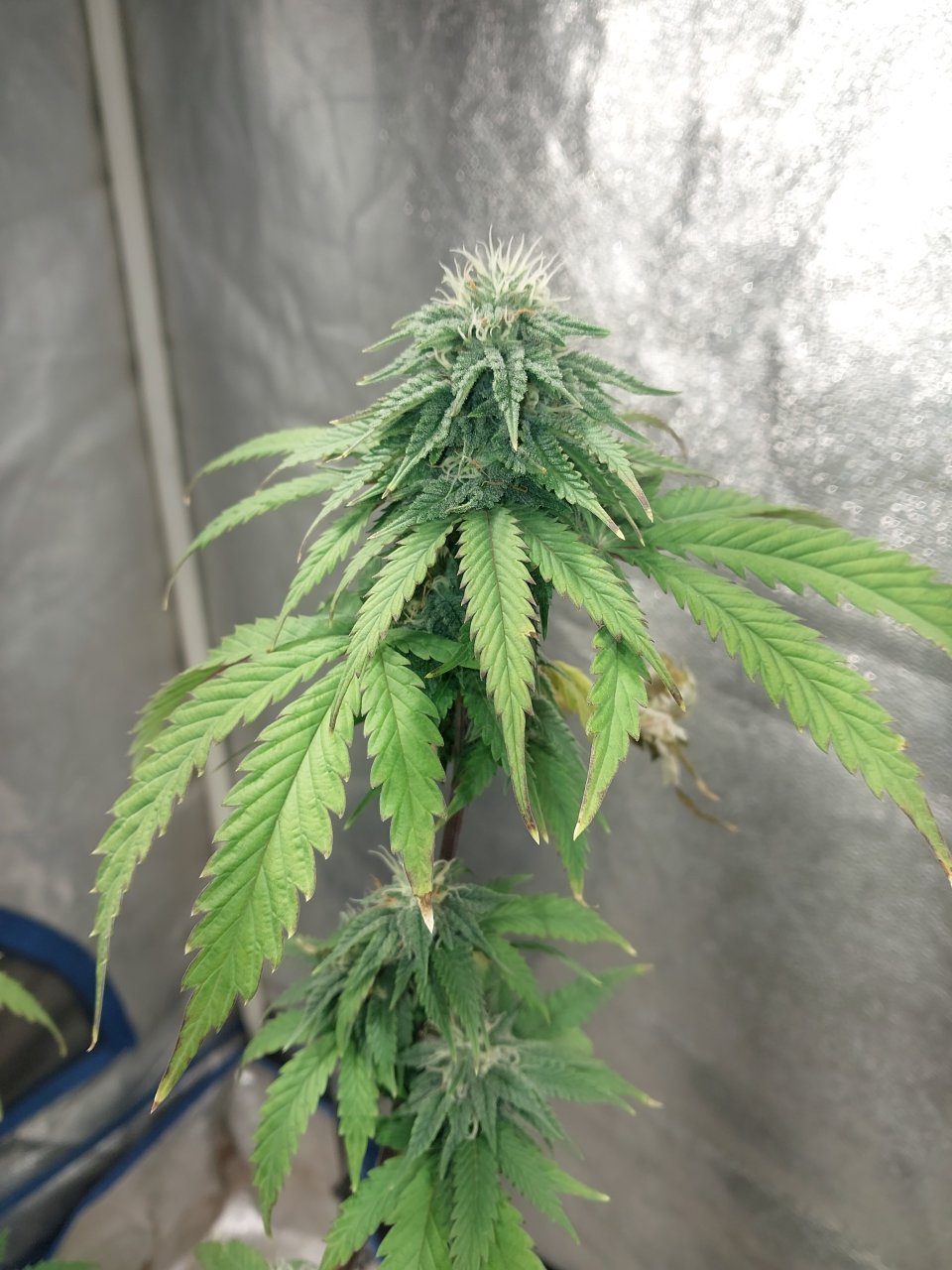 Ogiesel x Apollo 13f4 day 31 (1).jpg