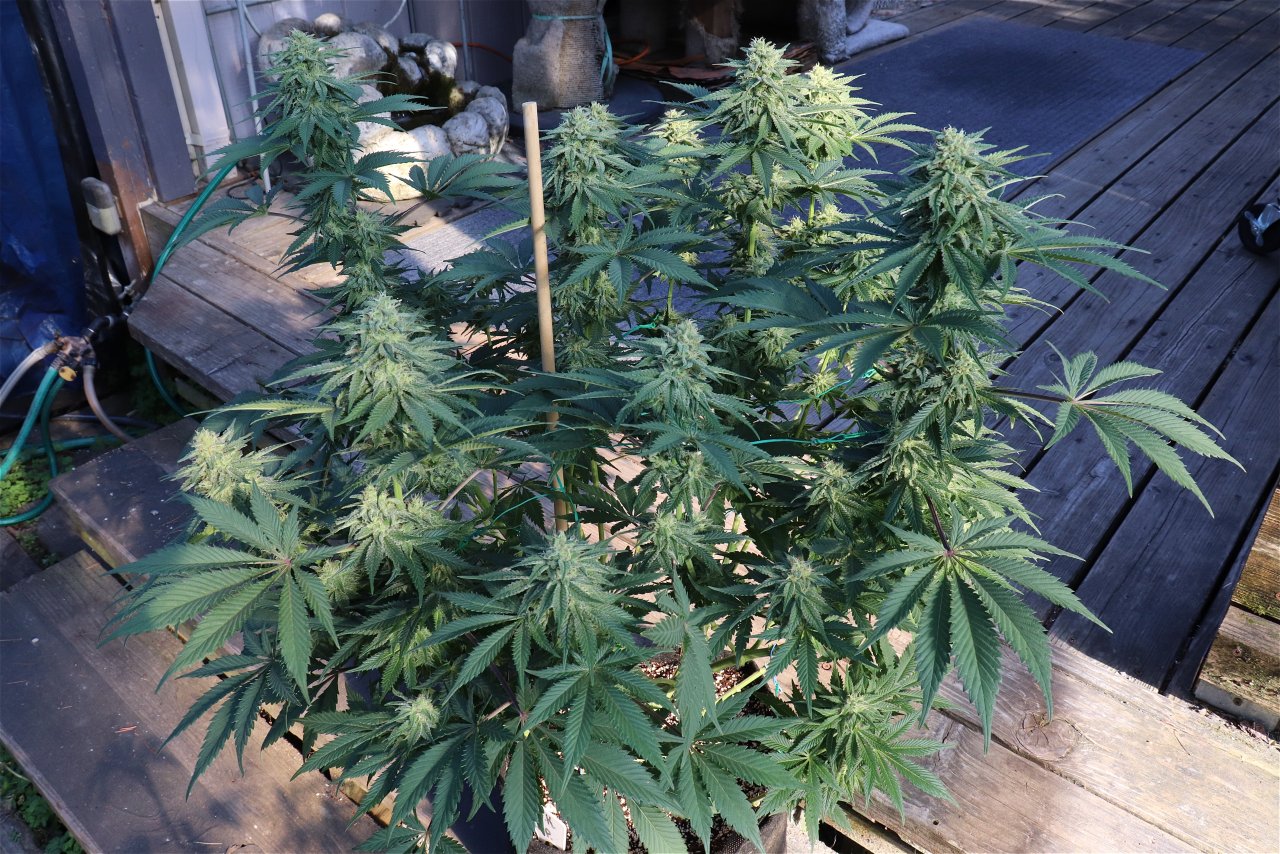 OGK x GDP/Light Dep. Project-Day 41 of Flowering-6/1/24