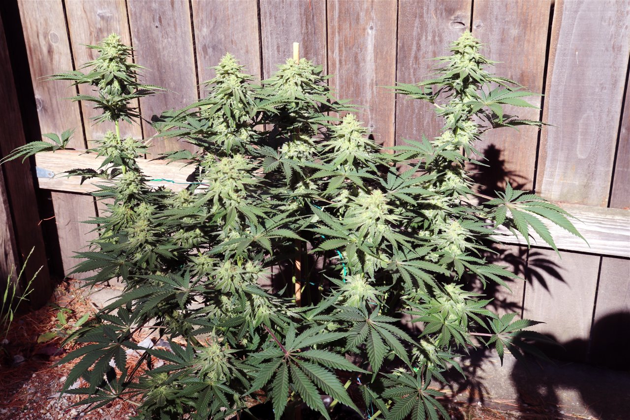 OGK x GDP/Light Dep. Project-Day 43 of Flowering-6/3/24