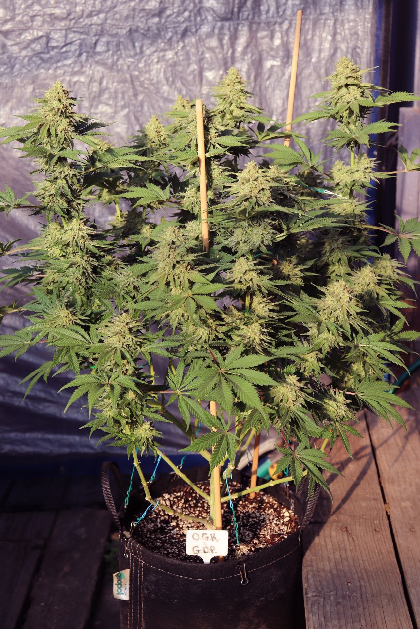 OGK x GDP/Light Dep. Project-Day 53 of Flowering-6/13/24