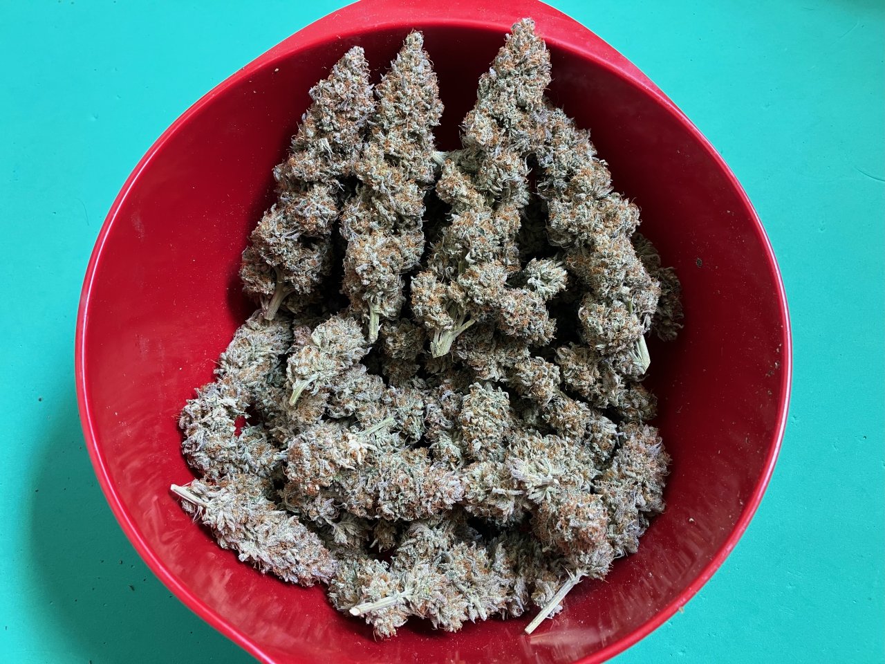 OGKush#16Harvest-135g.jpeg