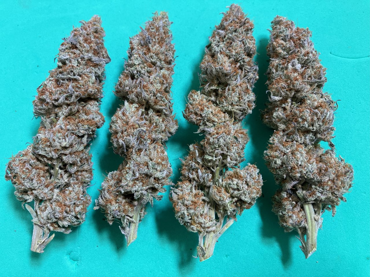 OGKush#16Harvest-135gNugs.jpeg