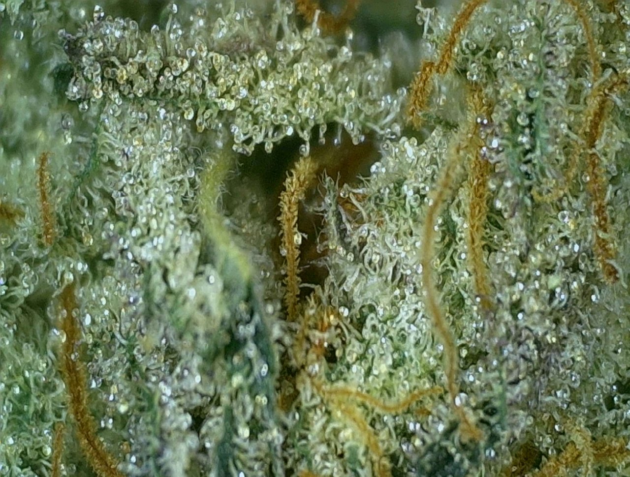 OGKush#16Harvest3.JPG