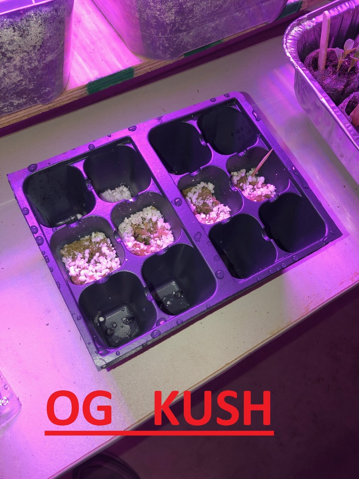 OGKUSH_001.jpg