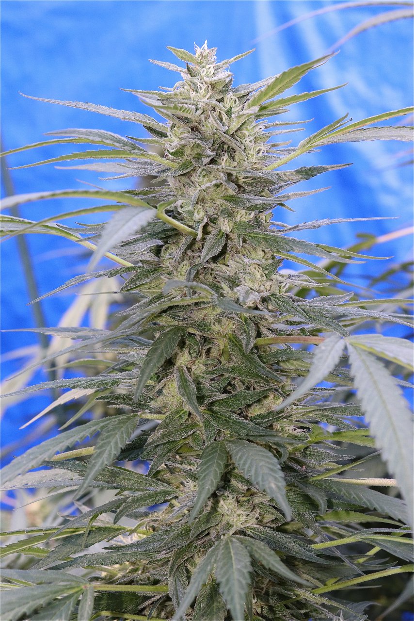 OGKZ Feminized (OG Kush Breath x Zkittlez)-Week 5 of Flowering