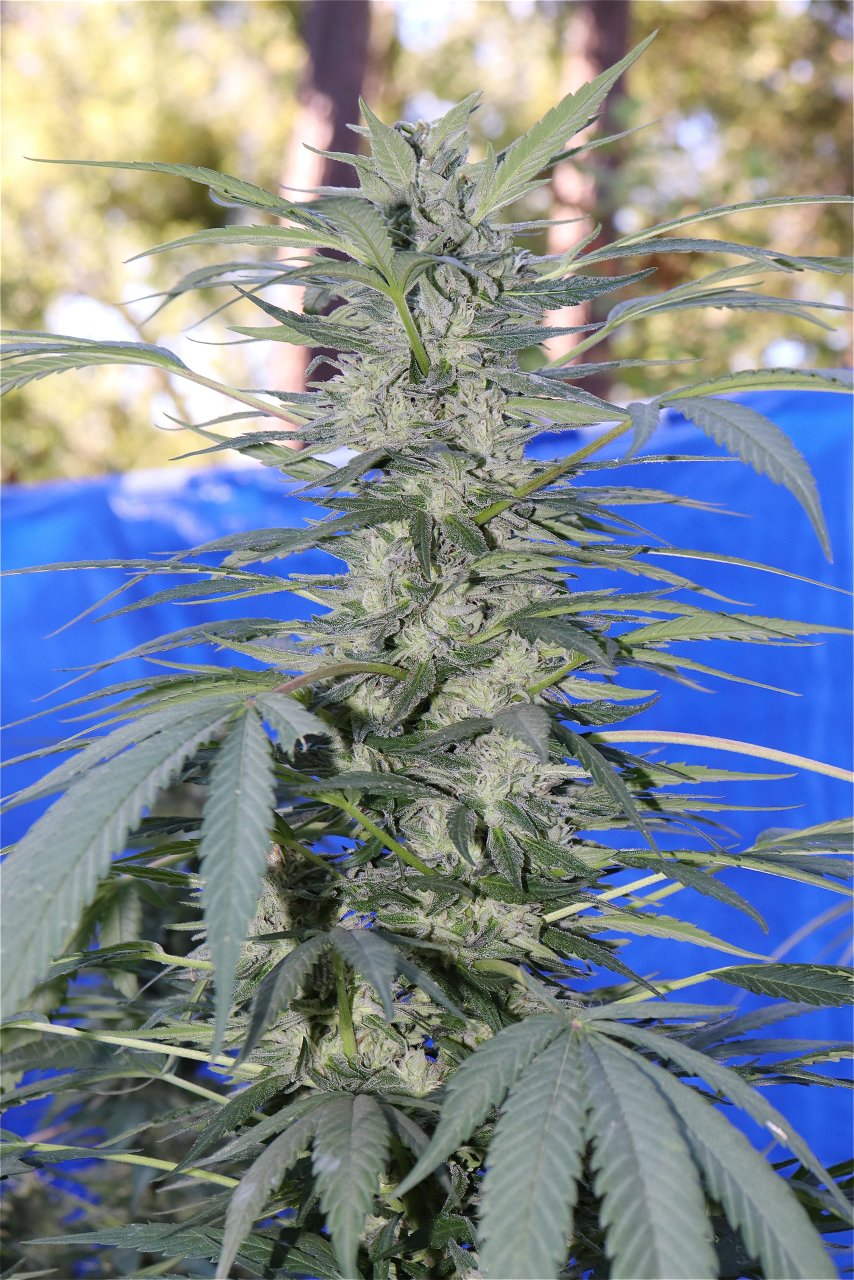 OGKZ Feminized (OG Kush Breath x Zkittlez)-Week 5 of Flowering