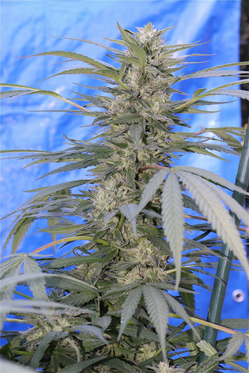 OGKZ Feminized (OG Kush Breath x Zkittlez)-Week 5 of Flowering