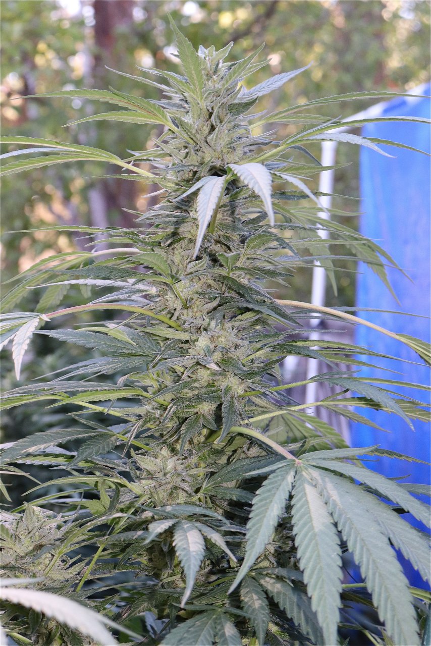 OGKZ Feminized (OG Kush Breath x Zkittlez)-Week 5 of Flowering