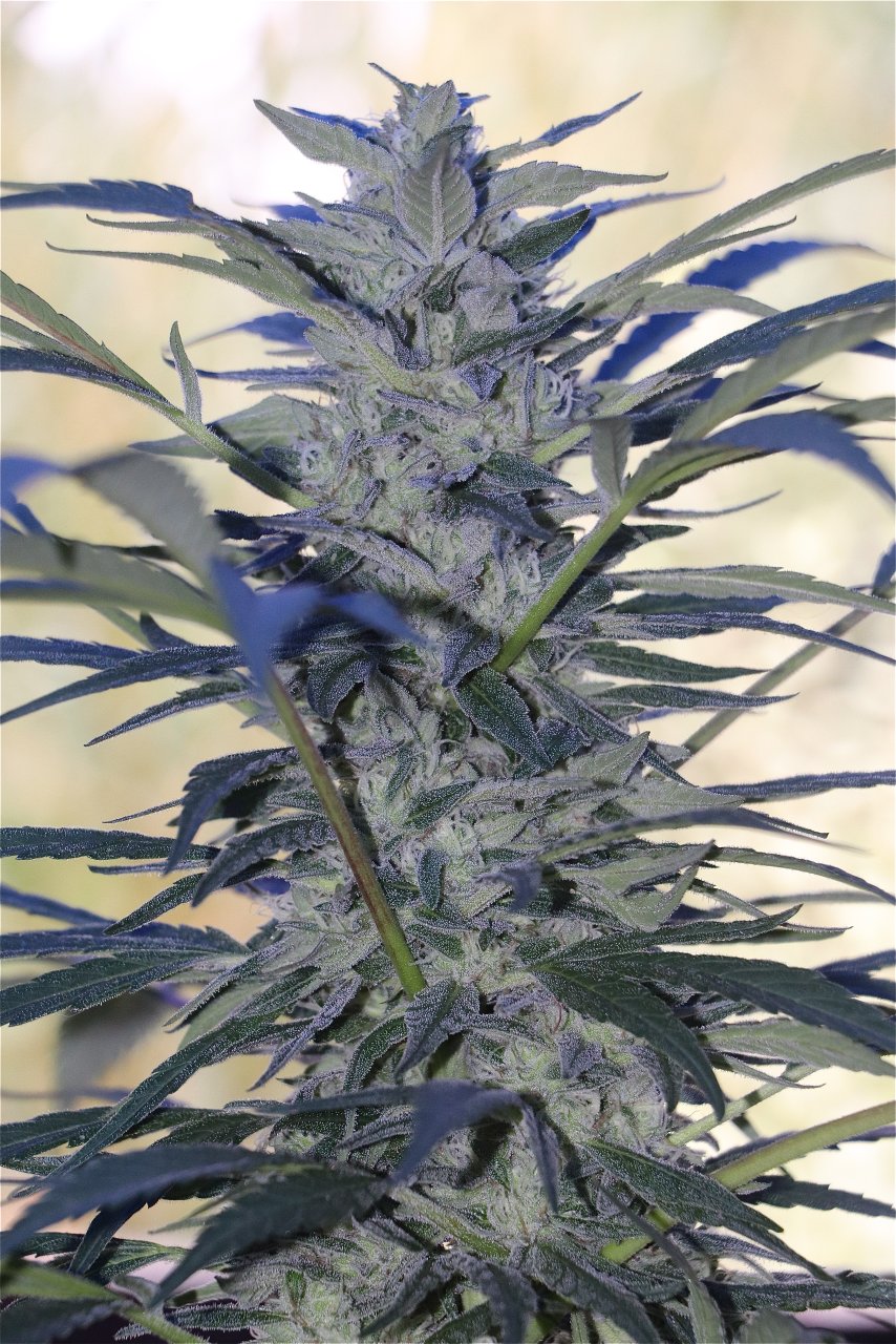 OGKZ Feminized (OG Kush Breath x Zkittlez)