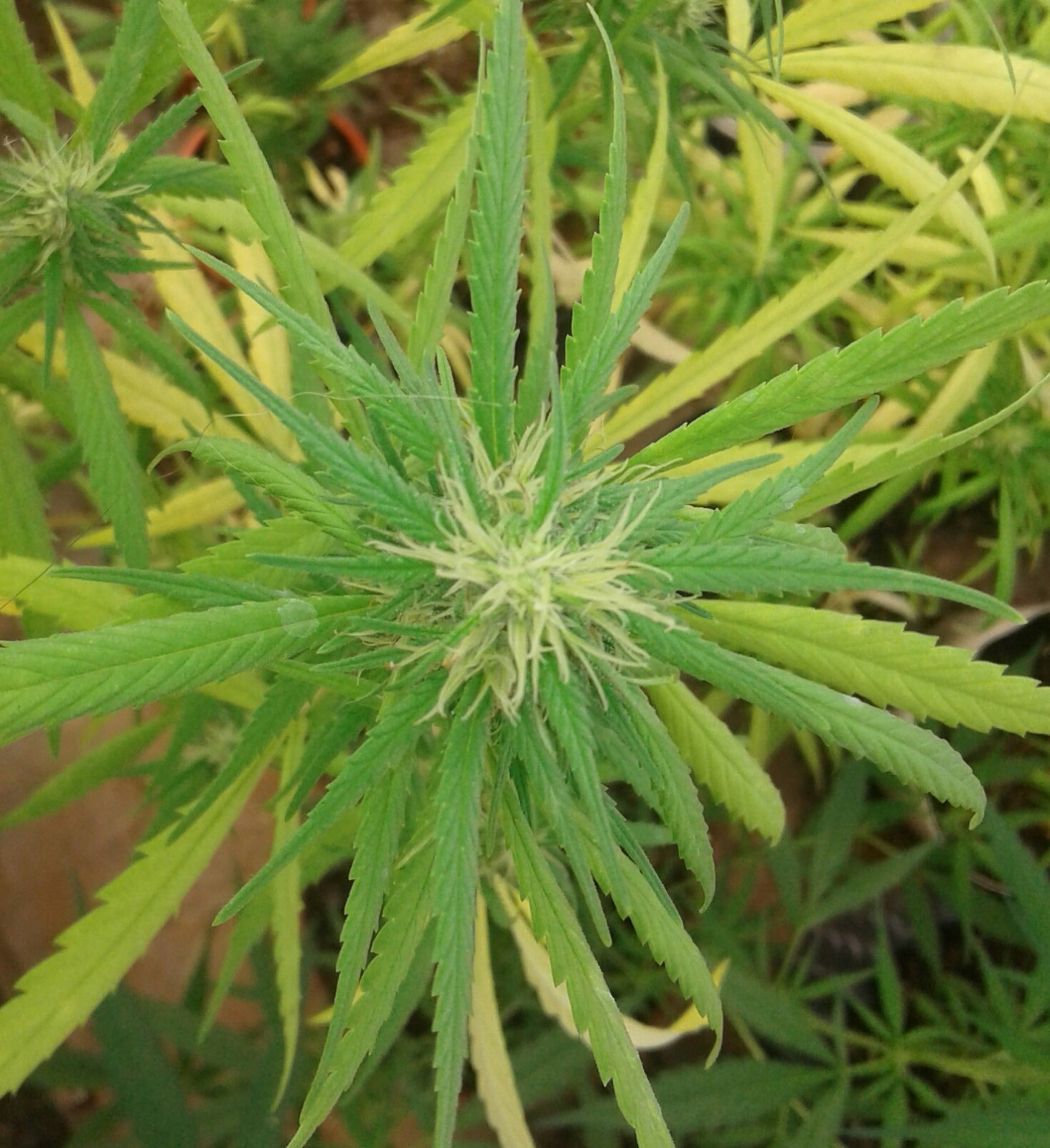 Old greenhouse top of some colas.jpg