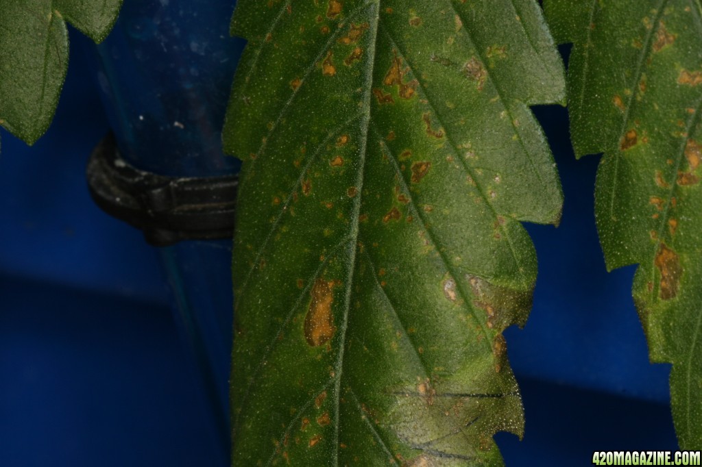 old mg deficiency leafs