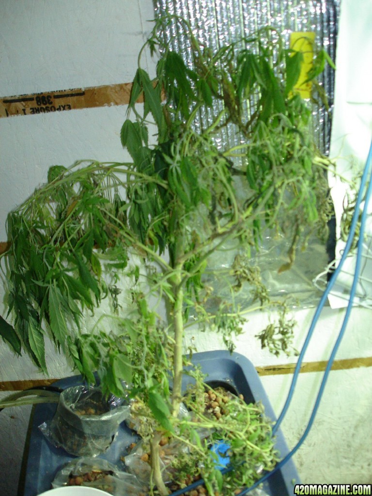 OMU grow room