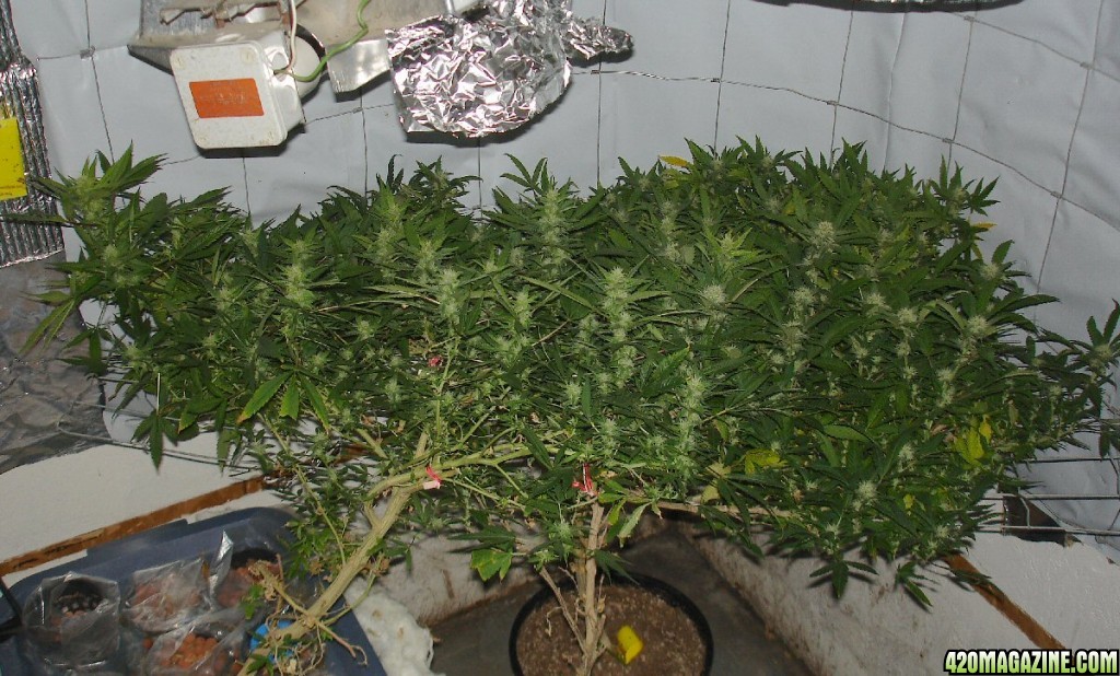 OMU grow room