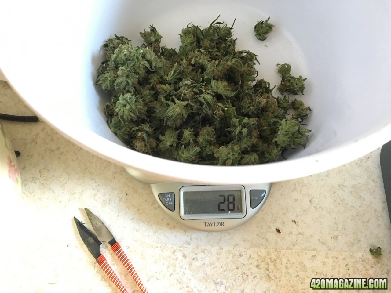 One ounce of Malawi buds