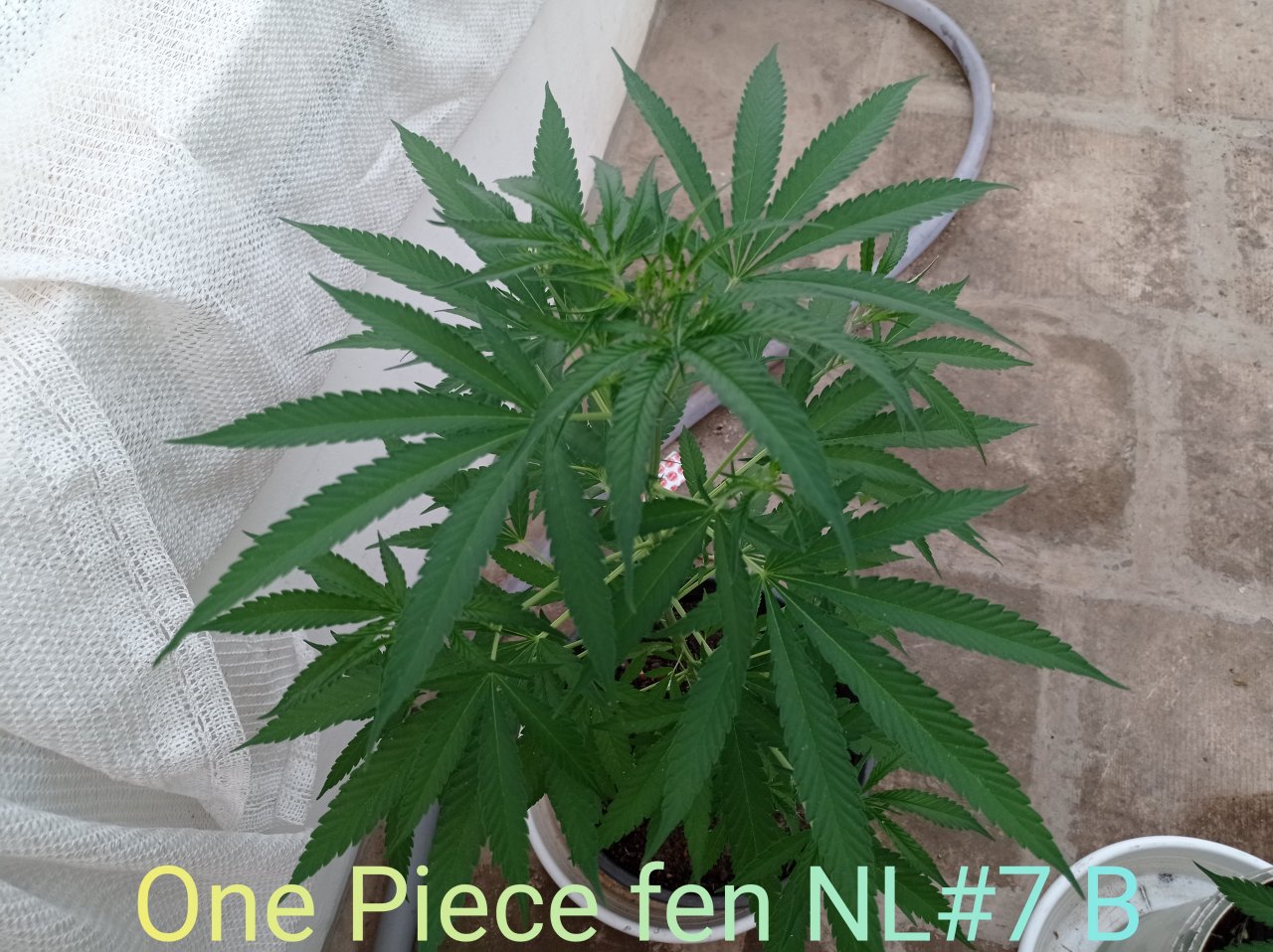 One Piece fen NL#7 B.jpg