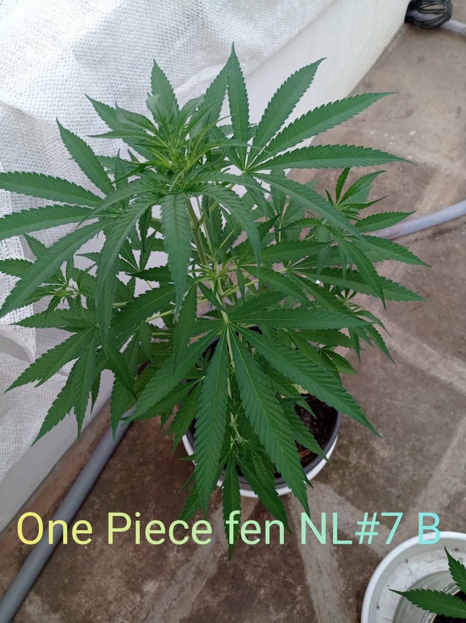 One Piece fen NL#7 B.jpg