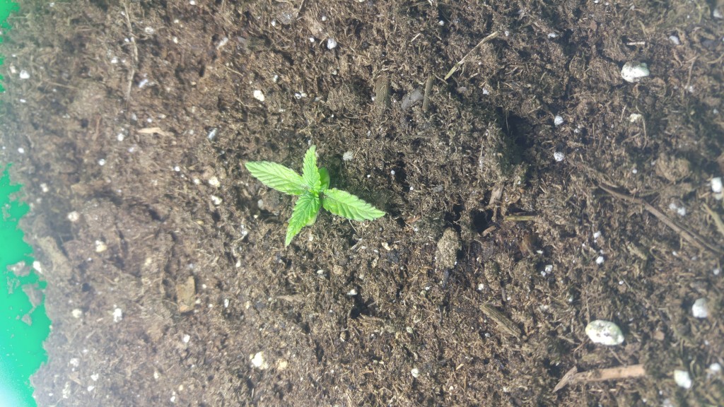 One week old Dwarf Low Flyer Crop King