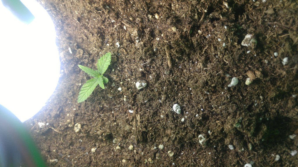 One week old Dwarf Low Flyer Crop King